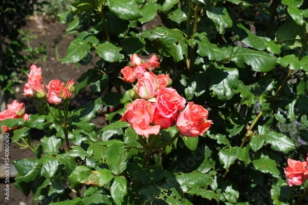 Obraz Half open salmon pink flowers of roses in mid June