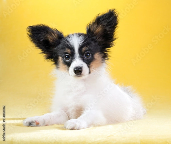 Fototapeta Portrait of a Papillon puppy