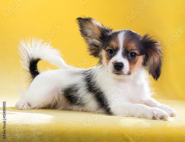 Fototapeta Portrait of a Papillon puppy