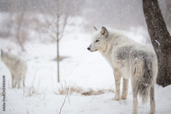 Obraz Wolves in a Winter Wonderland