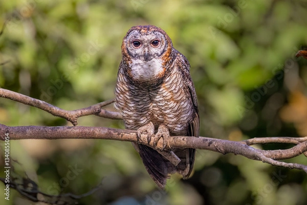 Obraz Mottled wood owl