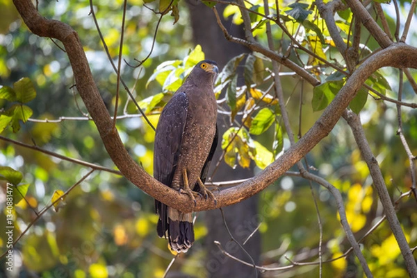 Obraz CRESTED SERPENT EAGLE