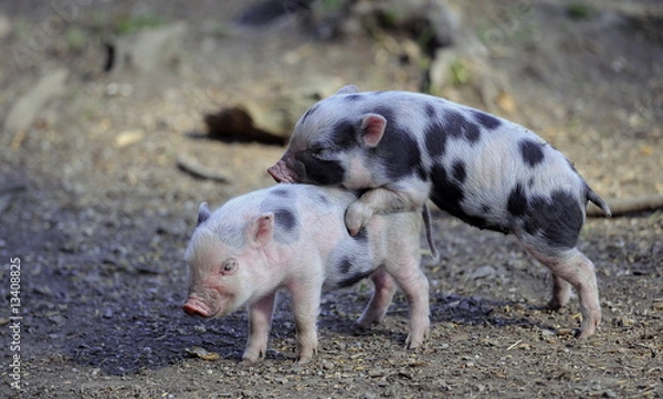 Fototapeta Glückschweine