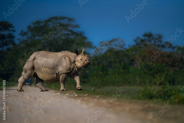 Obraz One horned rhino kaziranga