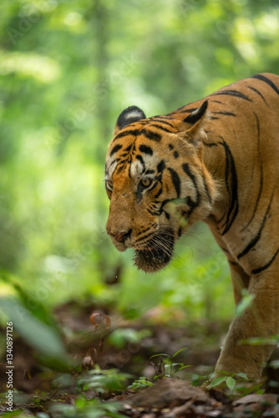 Obraz tiger in the wild