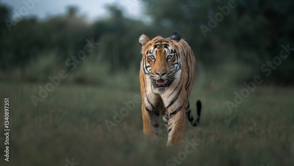 Obraz TIger in the wild