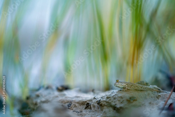 Obraz Mudskipper in Mangrove forest