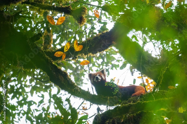 Obraz Red Panda Inthe Forest