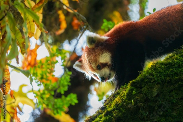 Obraz Red Panda In Natural forest