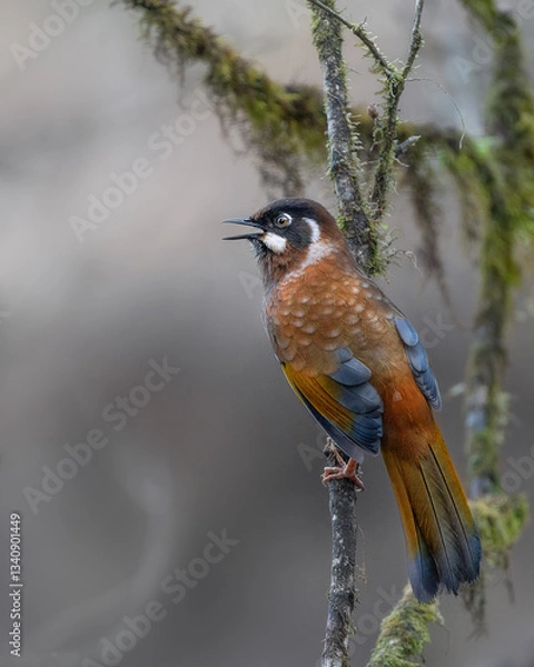 Obraz Black faced laughingthrush 