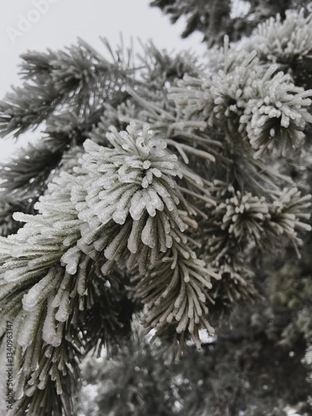 Obraz snow covered fir tree