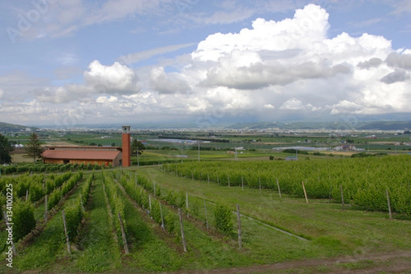 Fototapeta 夏の富良野