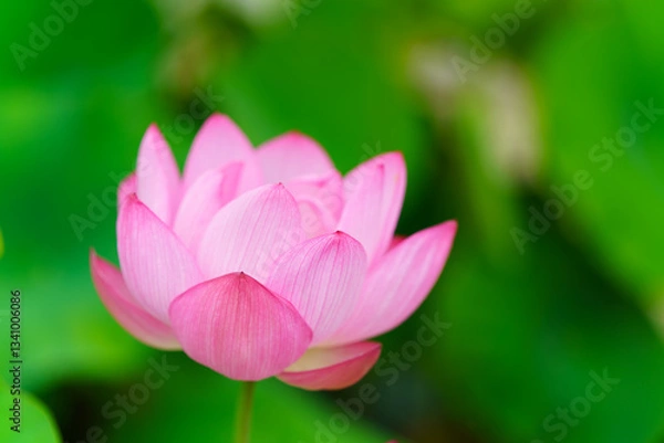 Fototapeta 蓮の花