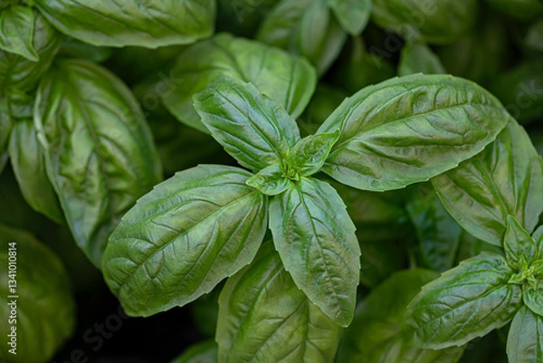 Obraz Closeup green leaves sweet basil background