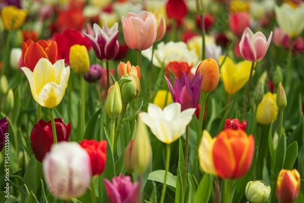 Obraz チューリップ, 国営ひたち海浜公園,