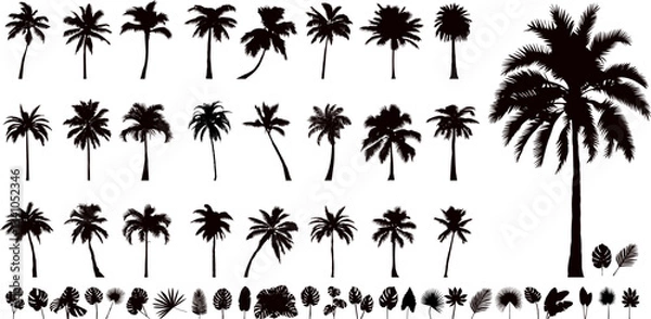 Obraz palm trees collection, set silhouette vector on white background