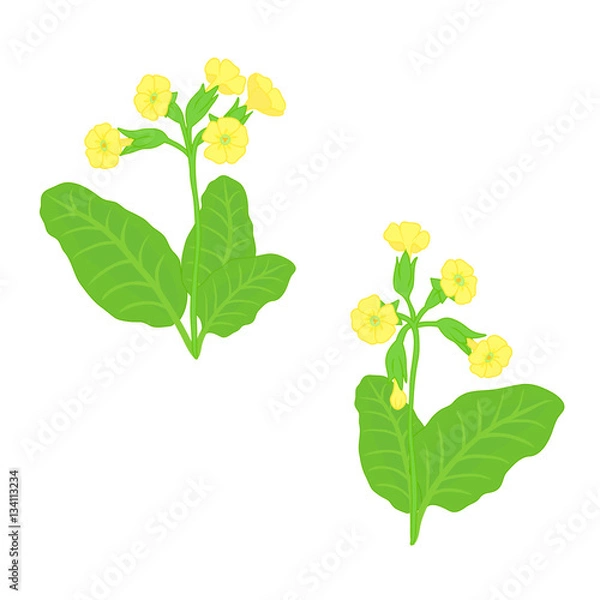Fototapeta yellow primrose