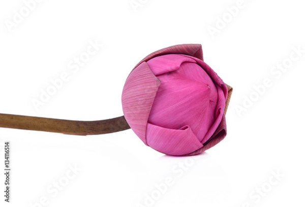 Fototapeta lotus flower isolated on white background
