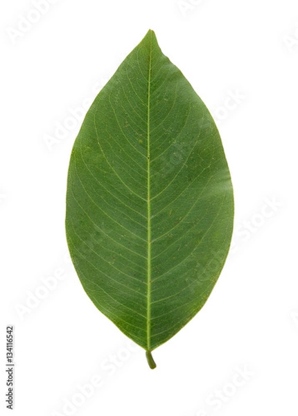 Fototapeta green leaf isolated on a white background