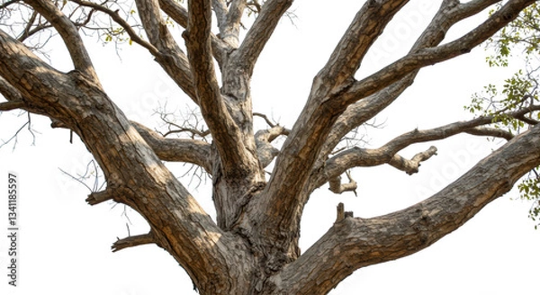 Fototapeta Majestic Old Tree Branches Detailed Close Up Shot Showing Rough Bark Texture and Sunlight