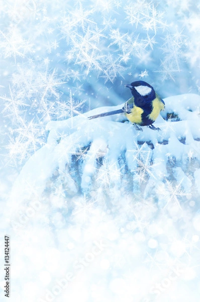 Fototapeta Tit sitting on spruce branches