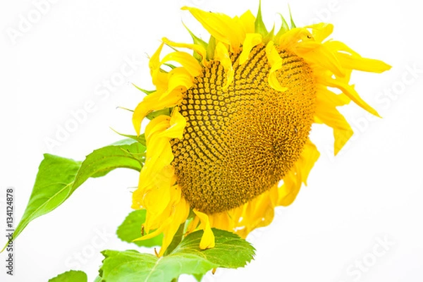 Fototapeta view of a isolated sunflower from down