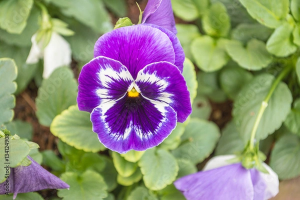 Obraz Colorful flowers are in beautiful garden