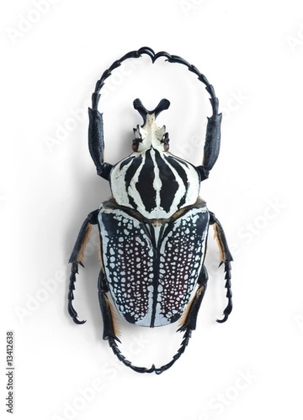 Obraz Goliathus orientalis