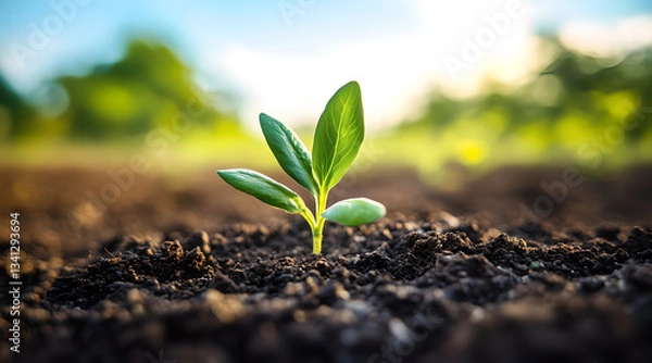 Fototapeta seedling in the ground