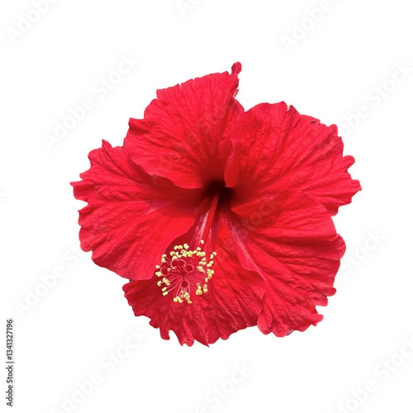 Obraz red hibiscus flower isolated,a red hibiscus flower isolated on white background