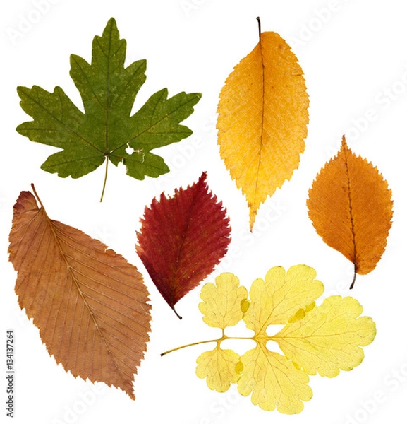 Fototapeta Set of dried leaves of different color for a herbarium. Isolated