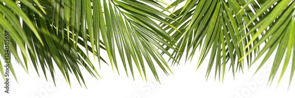 Obraz Evergreen serenity palm leafs seasonal elements on transparent backgrounds 3d rendering