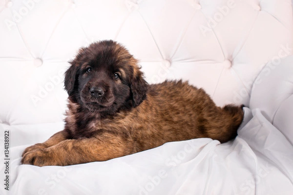 Fototapeta leonberger puppy on a white sofa