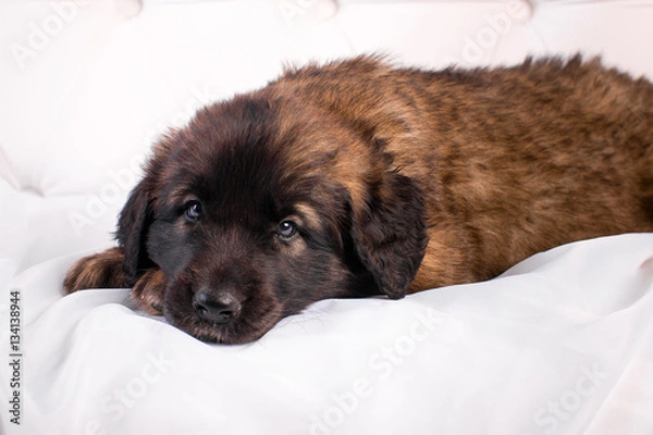 Fototapeta leonberger puppy on a white sofa