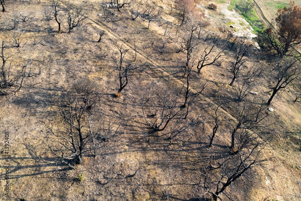 Obraz Wildfire devastating trees in legarda, navarre, spain, causing environmental damage