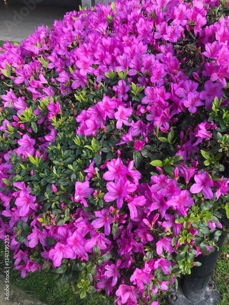 Obraz flowers in a garden