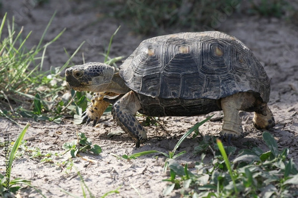 Obraz Texas Tortoise - Gopherus berlandieri