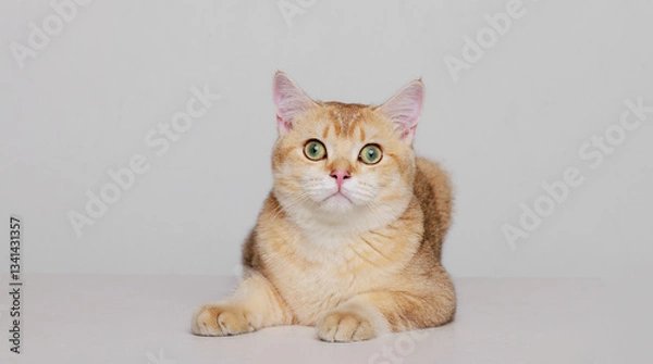 Obraz Funny Scottish Fold cat with beautiful big eyes in gray background. Free space for text.