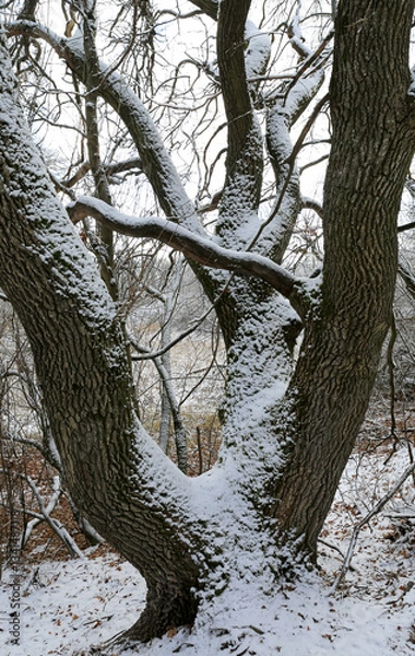 Obraz old oak tree in winter park