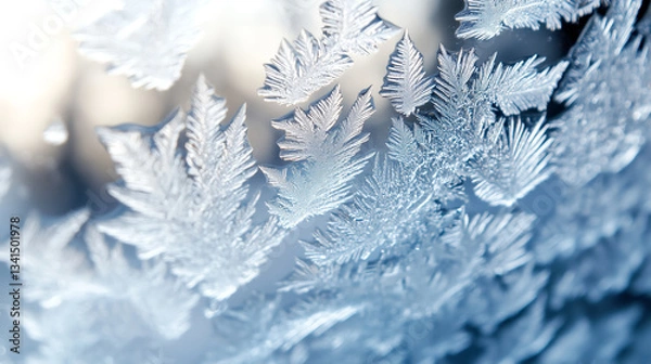 Fototapeta Macro closeup of frosted leaves nature winter ice abstract concept