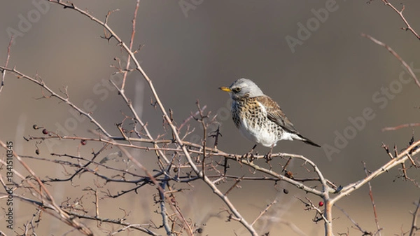 Obraz Fieldfare (Turdus pilaris) in a Tree