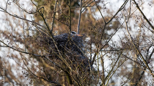 Fototapeta Grey Heron (Ardea cinerea) on a Nest
