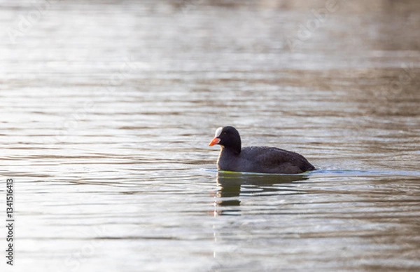 Obraz Eurasian Coot (Fulica atra) Swimming