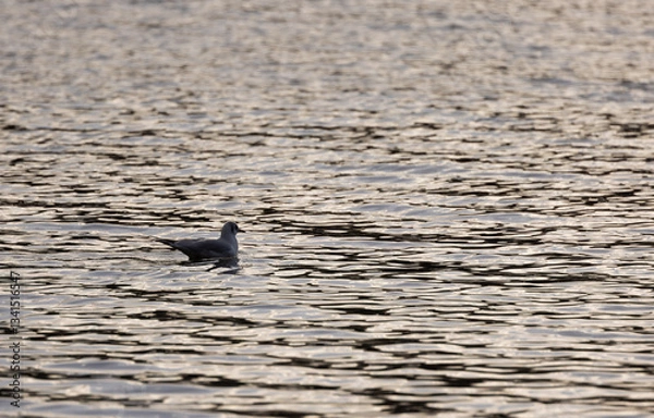 Fototapeta Lone Black-headed Gull (Chroicocephalus ridibundus) in the Evening