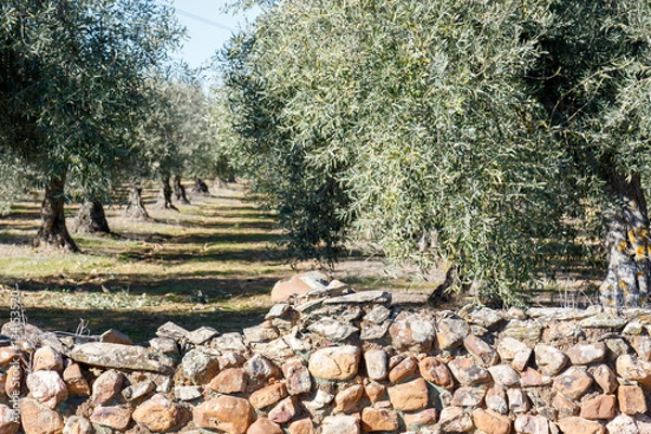 Fototapeta Olivar