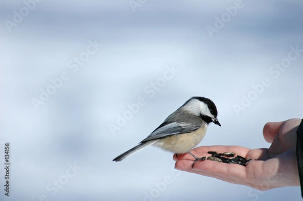 Obraz chickadee