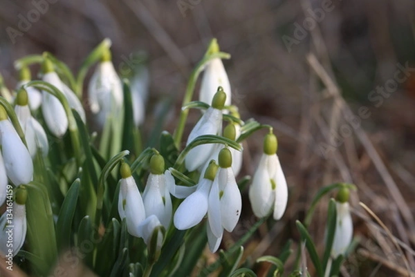 Fototapeta A cluster of Snowdrops backlit with sunlight