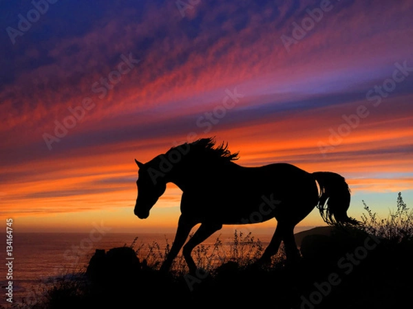 Obraz Horse Silhouette Sunset