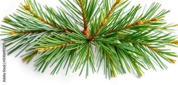 Fototapeta A tiny pine sapling, needles vibrant green, isolated on pure white, image, pine tree