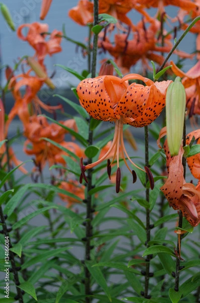 Obraz オレンジ色の花